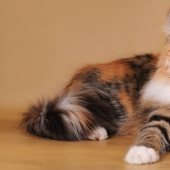 Scientists have debunked the popular myth about calico cats