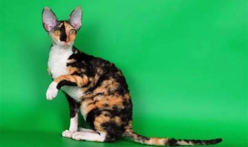 Scientists have debunked the popular myth about calico cats