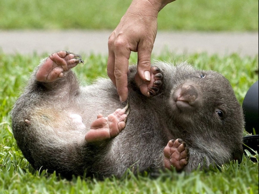 Scientists have found out why the excrement of wombats has the shape of a cube. It turns out that this is important!