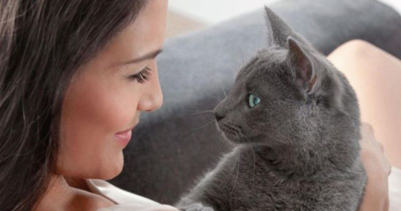 Scientists have told about a secret way to establish contact with a cat