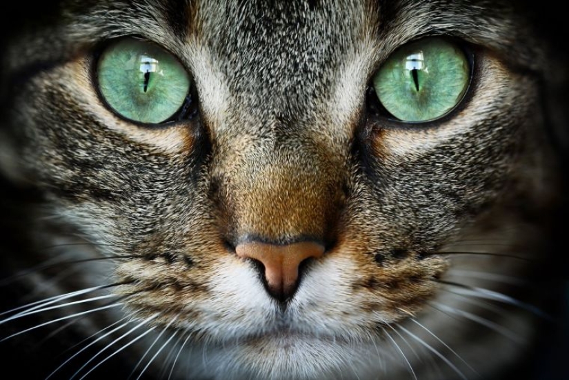 Scientists have told about a secret way to establish contact with a cat