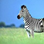 Scientists have unraveled the secret of zebra coloration. You will be surprised