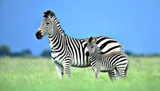Scientists have unraveled the secret of zebra coloration. You will be surprised