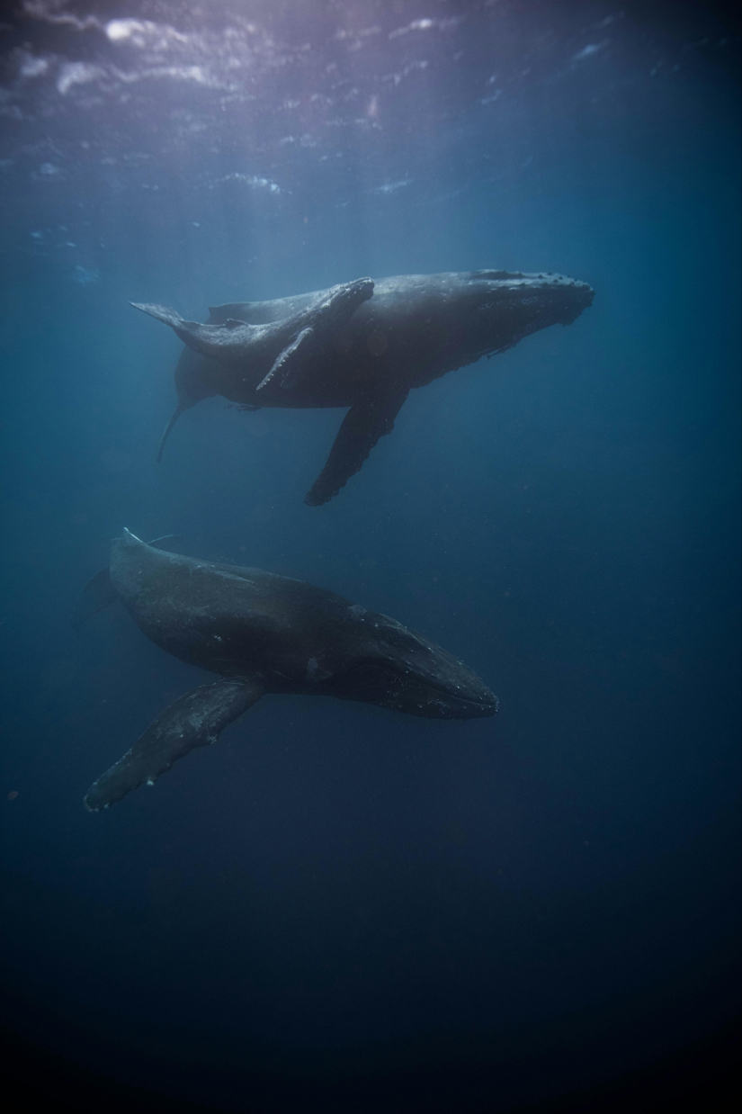 Scientists Hold A 20-Minute ‘Conversation’ With A Whale Named Twain In His Own Language