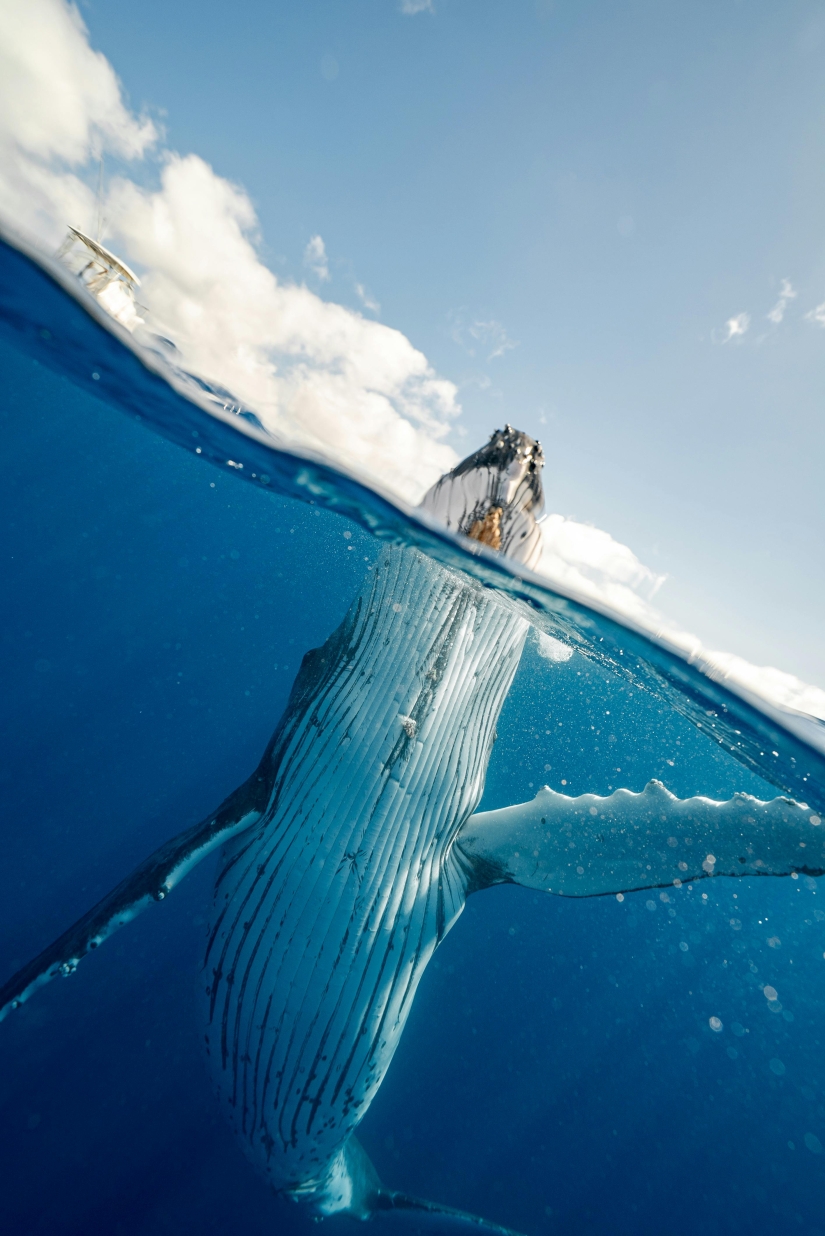 Scientists Hold A 20-Minute ‘Conversation’ With A Whale Named Twain In His Own Language