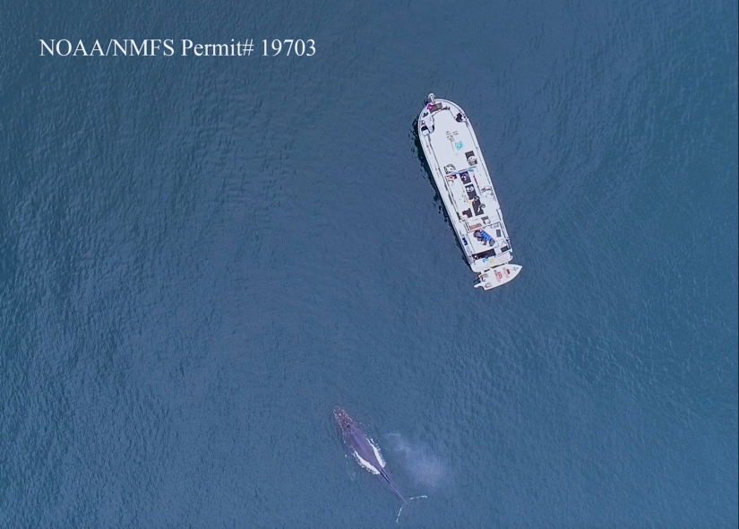 Scientists Hold A 20-Minute ‘Conversation’ With A Whale Named Twain In His Own Language