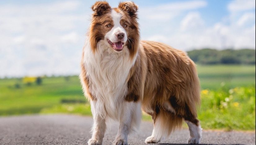 Scientists told which dog breeds live longer