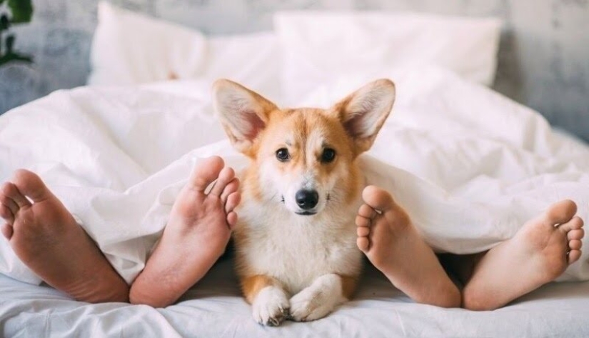 ¿Se puede dormir en la misma cama con un perro o un gato?