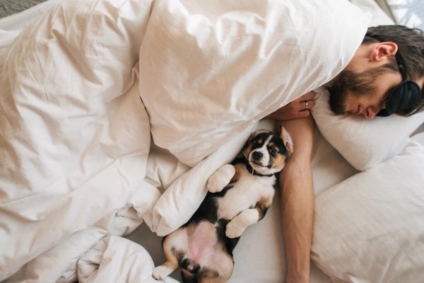 ¿Se puede dormir en la misma cama con un perro o un gato?