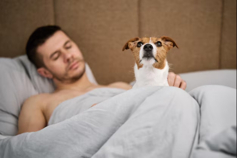 ¿Se puede dormir en la misma cama con un perro o un gato?