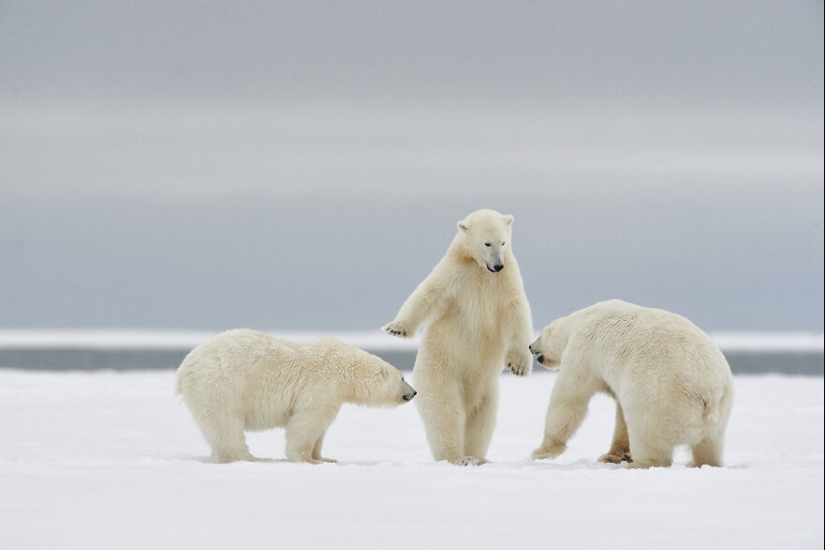 Se revelan los finalistas de los premios Nikon Comedy Wildlife Photography Awards 2024