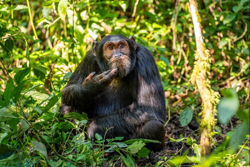 Se revelan los finalistas de los premios Nikon Comedy Wildlife Photography Awards 2024