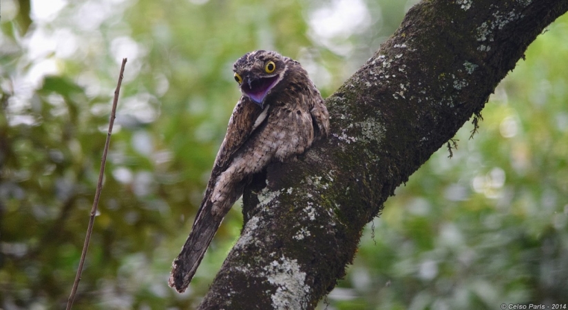 Se tapa la cara: Venezolana de aves de sudor haciendo ojos mejor que las estrellas