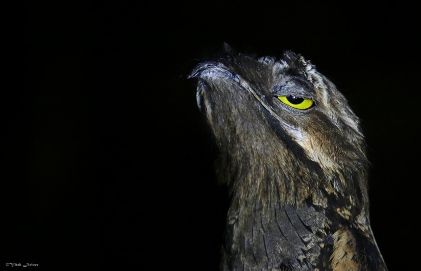 Se tapa la cara: Venezolana de aves de sudor haciendo ojos mejor que las estrellas