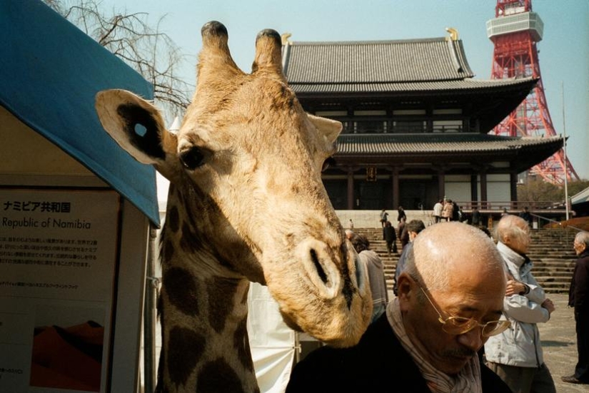 Seeing the amazing in the ordinary: what is the secret of Shin Noguchi's wonderful street photos