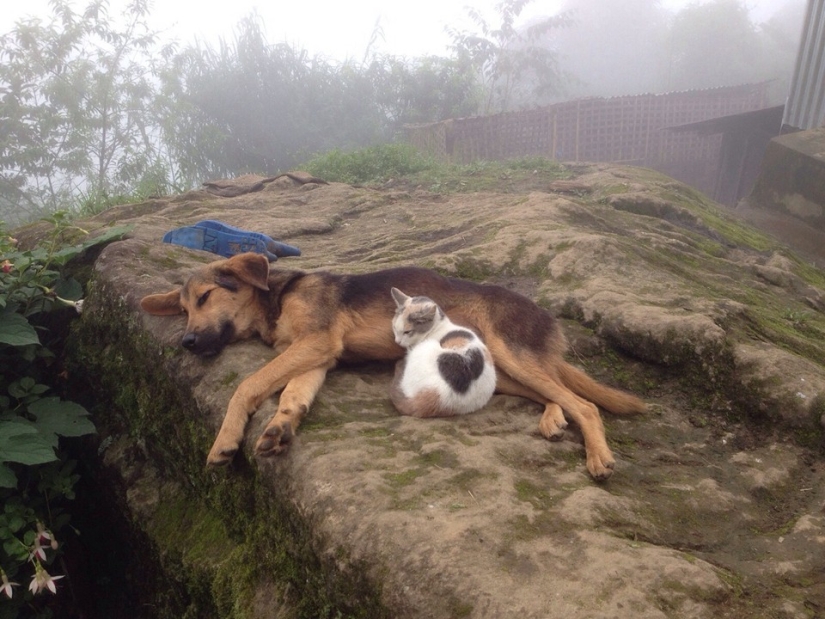 Ser amigos como un gato con un perro