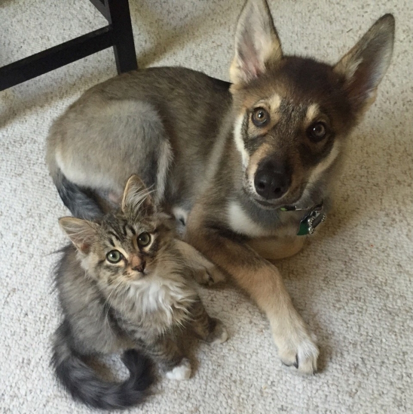 Ser amigos como un gato con un perro