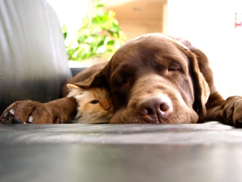 Ser amigos como un gato con un perro