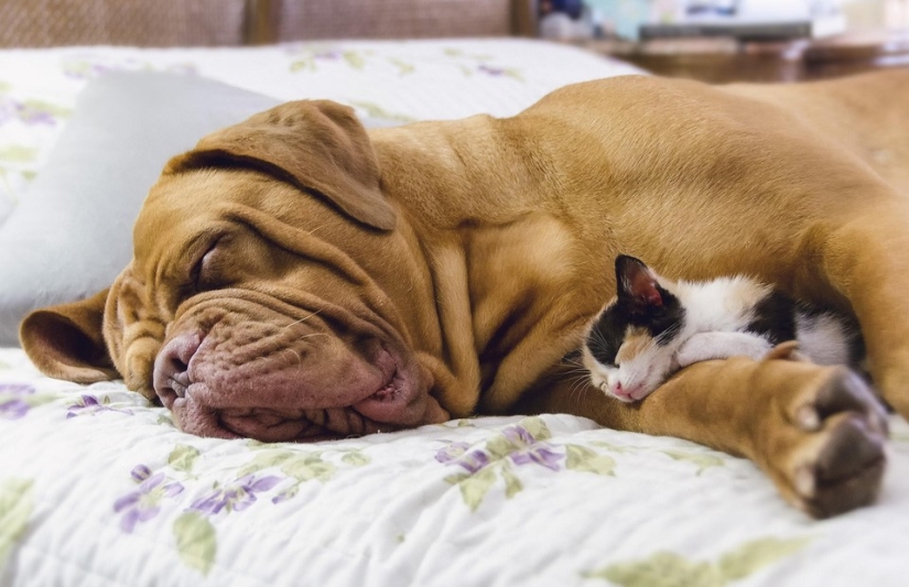 Ser amigos como un gato con un perro