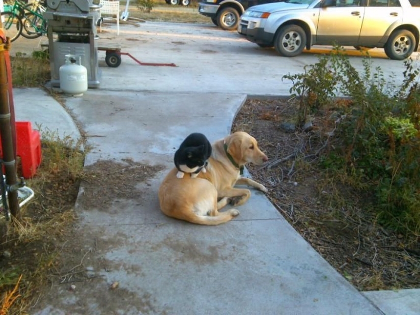 Ser amigos como un gato con un perro