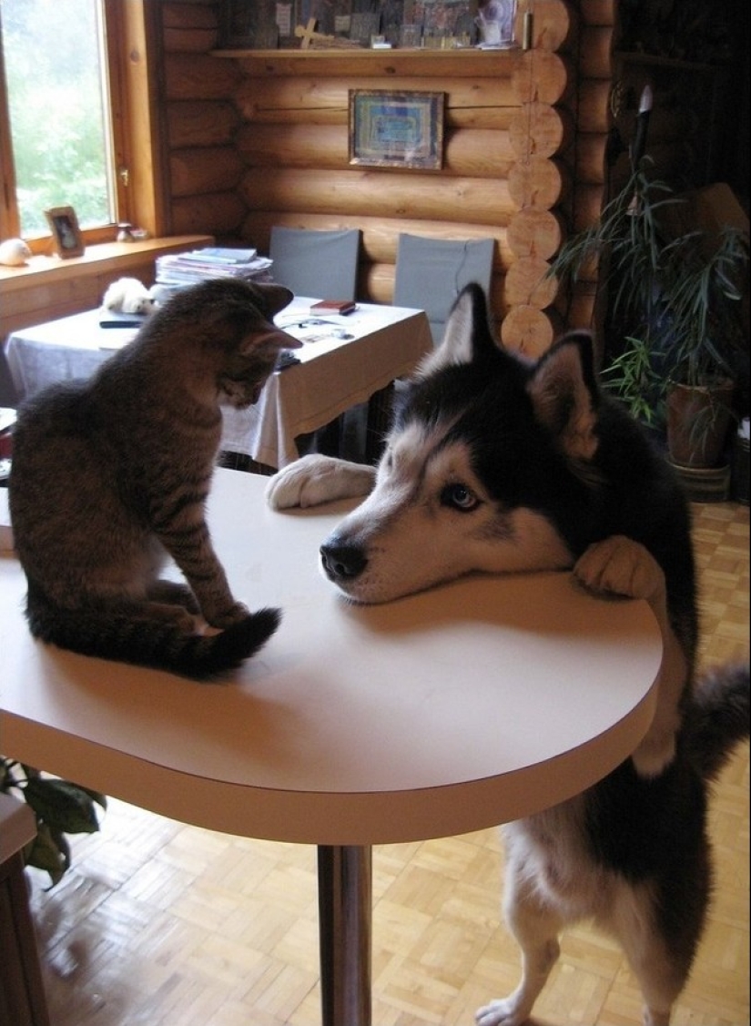 Ser amigos como un gato con un perro