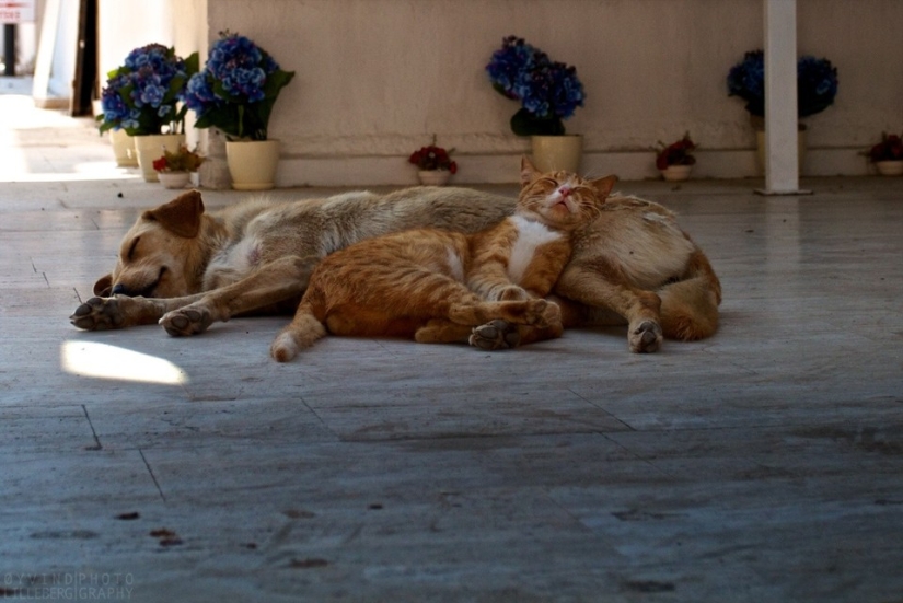 Ser amigos como un gato con un perro