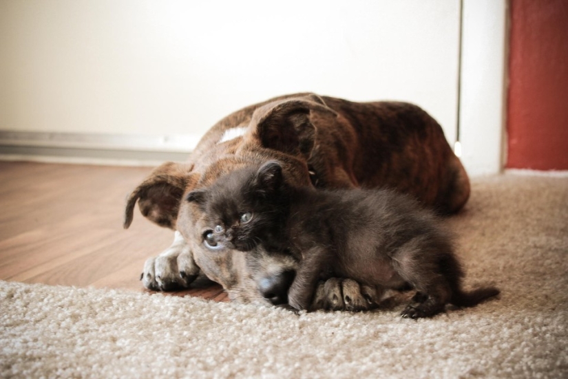 Ser amigos como un gato con un perro