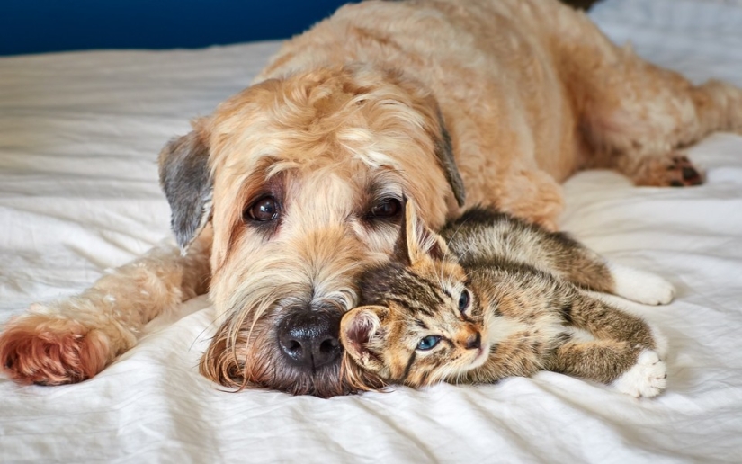 Ser amigos como un gato con un perro