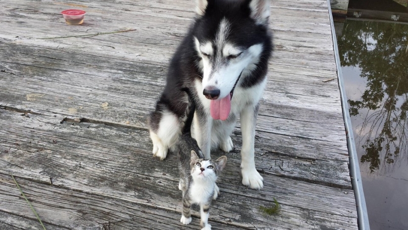 Ser amigos como un gato con un perro