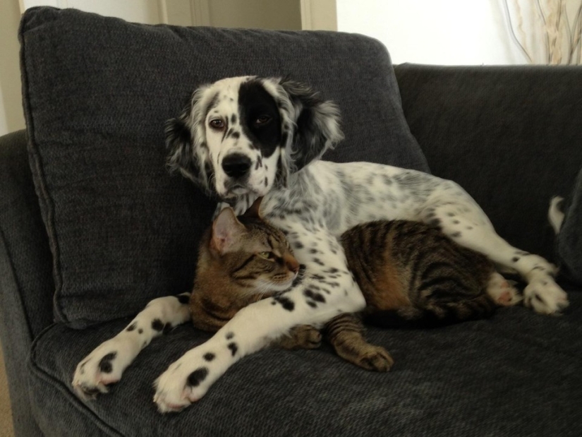 Ser amigos como un gato con un perro