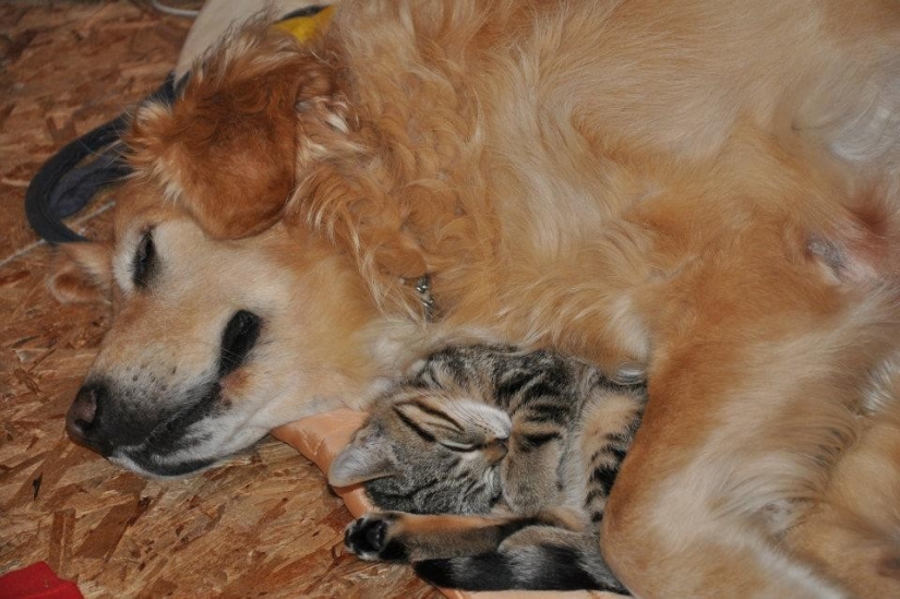 Ser amigos como un gato con un perro