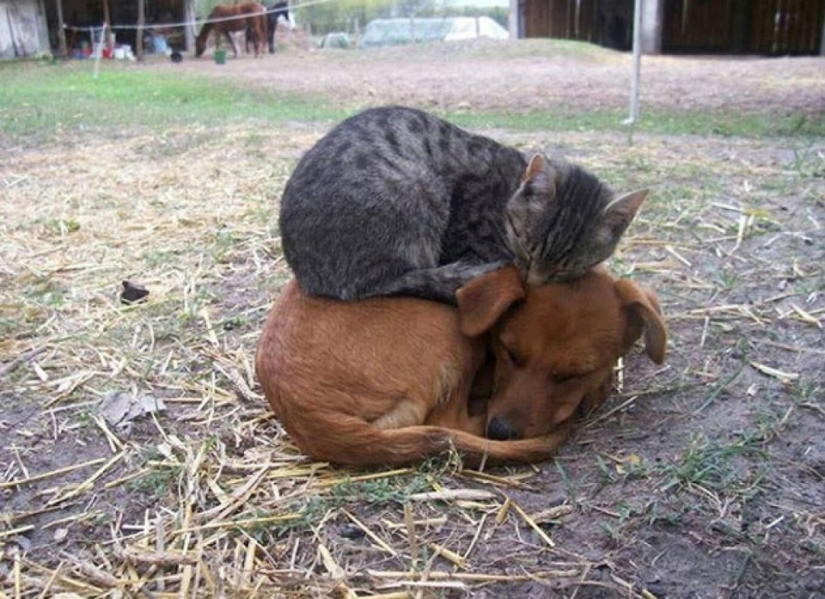 Ser amigos como un gato con un perro