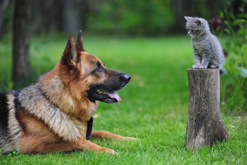 Ser amigos como un gato con un perro