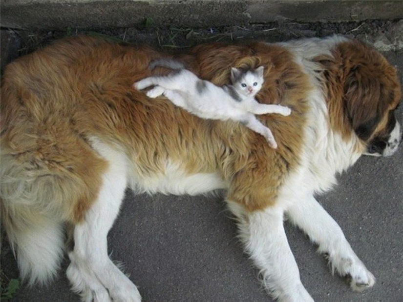 Ser amigos como un gato con un perro