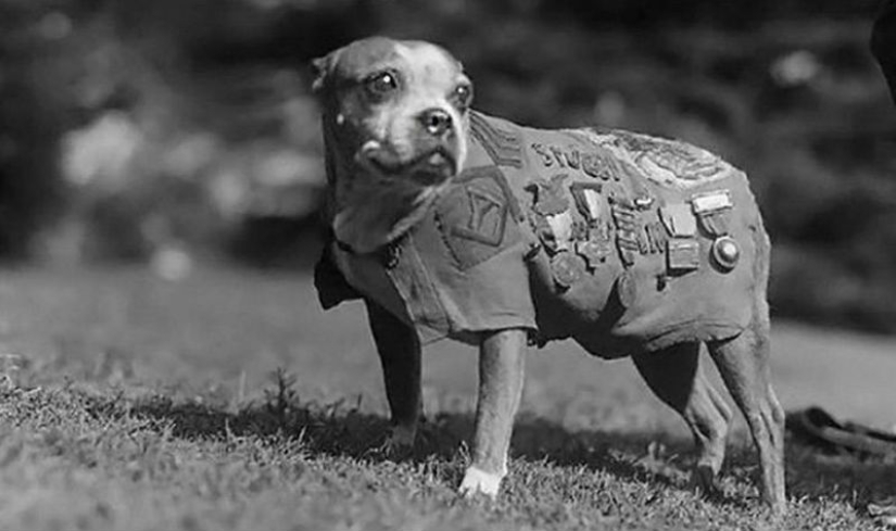 Sergeant Stubby — heroic dog of the First World War