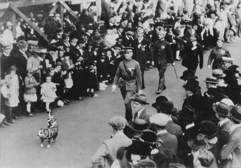 Sergeant Stubby — heroic dog of the First World War