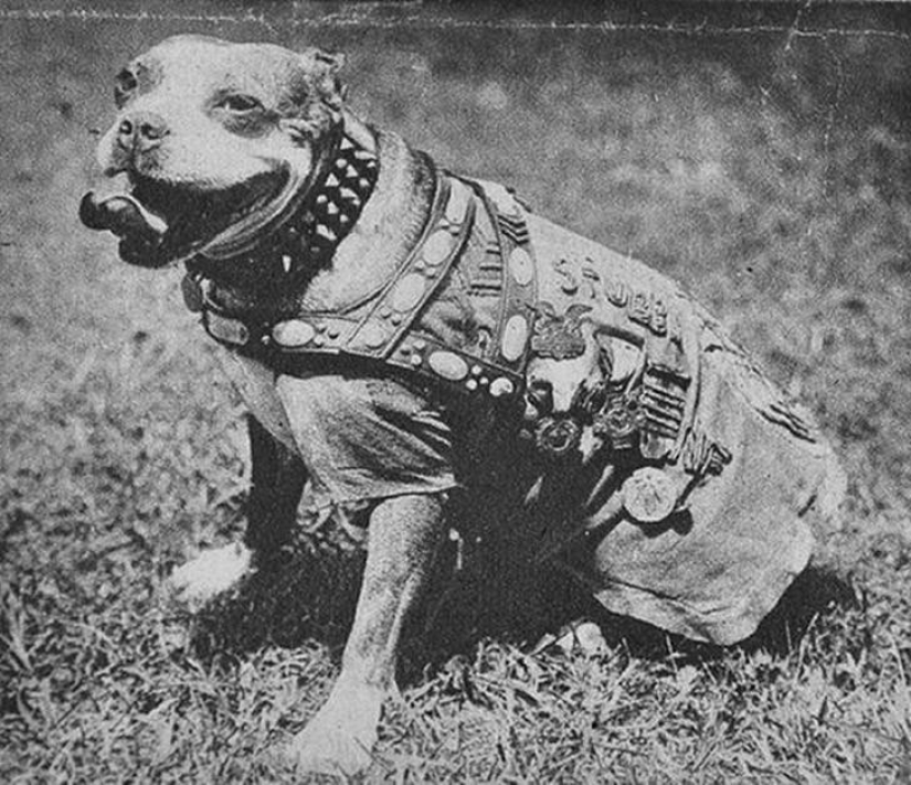 Sergeant Stubby — heroic dog of the First World War