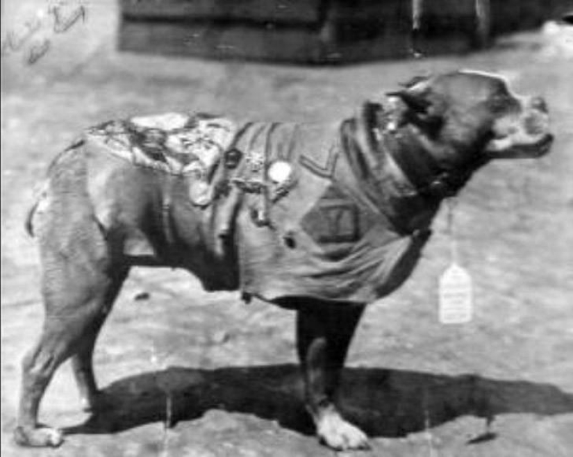 Sergeant Stubby — heroic dog of the First World War