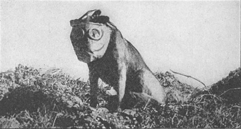 Sergeant Stubby — heroic dog of the First World War