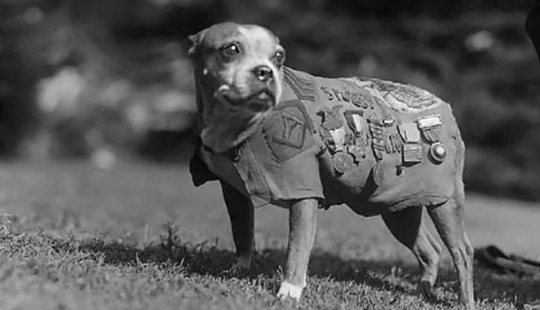 Sergeant Stubby — heroic dog of the First World War