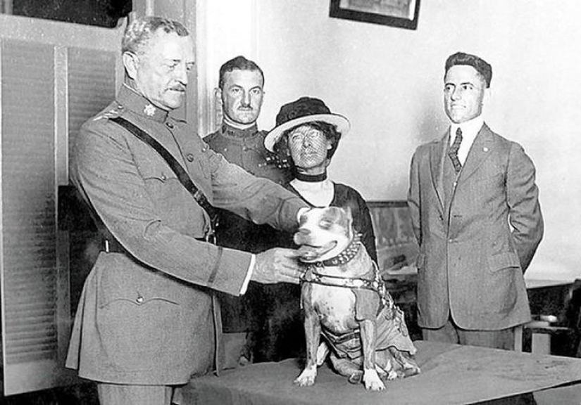 Sergeant Stubby — heroic dog of the First World War