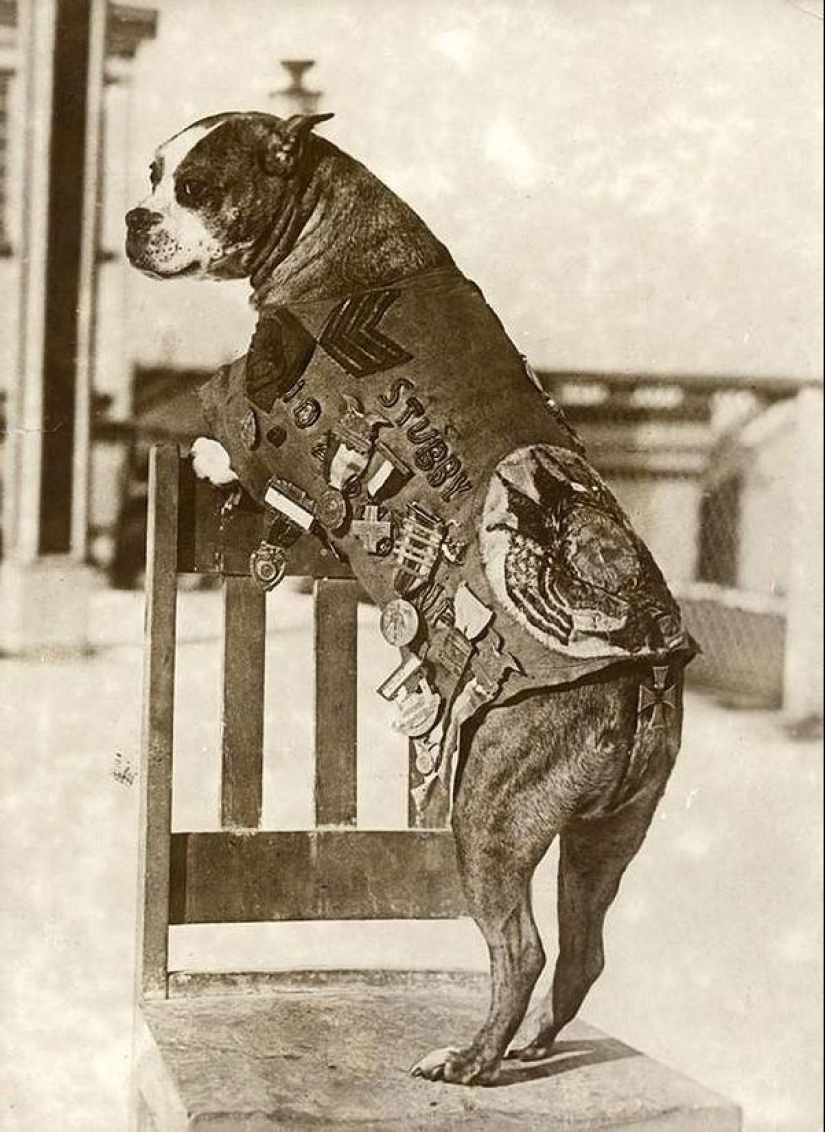 Sergeant Stubby — heroic dog of the First World War