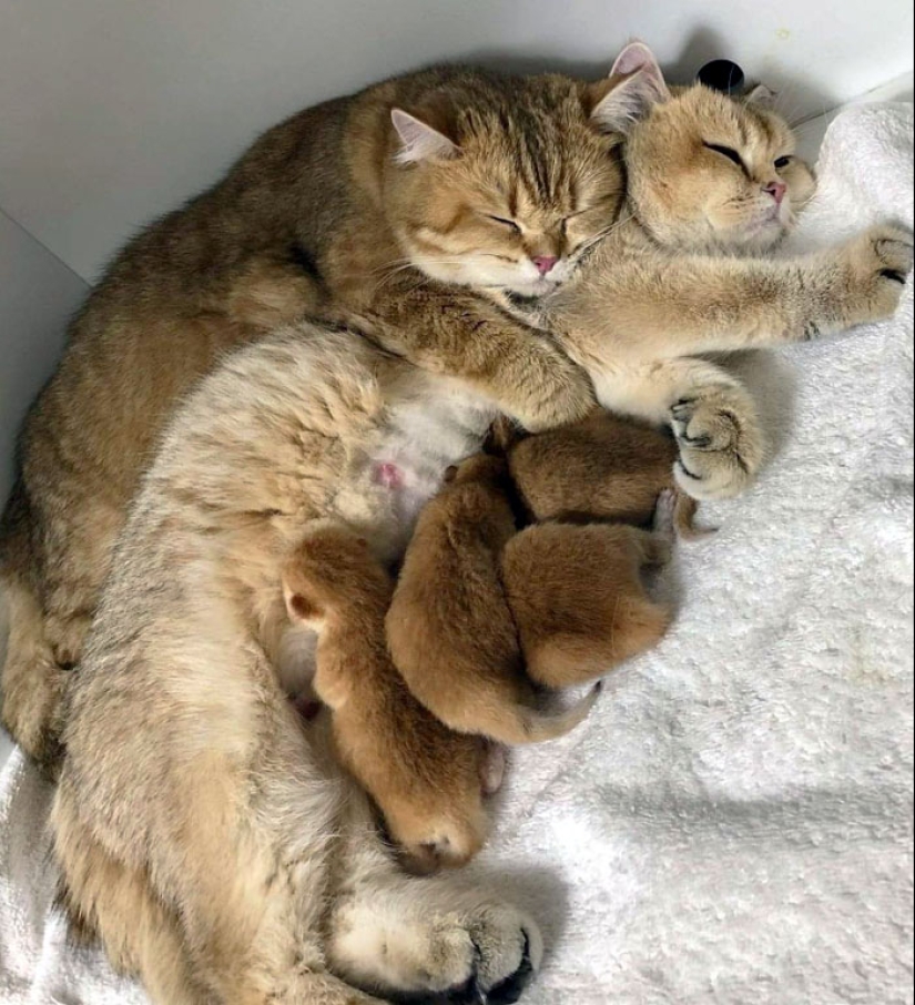 “She Wasn’t Fat After All”: 10 Wholesome Pics Of Animal Parents And Their Babies