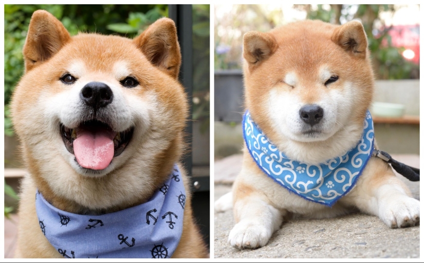 Shiba Inu Ryuji es el perro más fotogénico del mundo