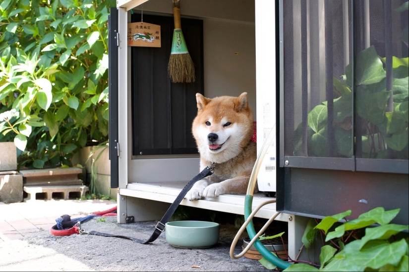 Shiba Inu Ryuji es el perro más fotogénico del mundo