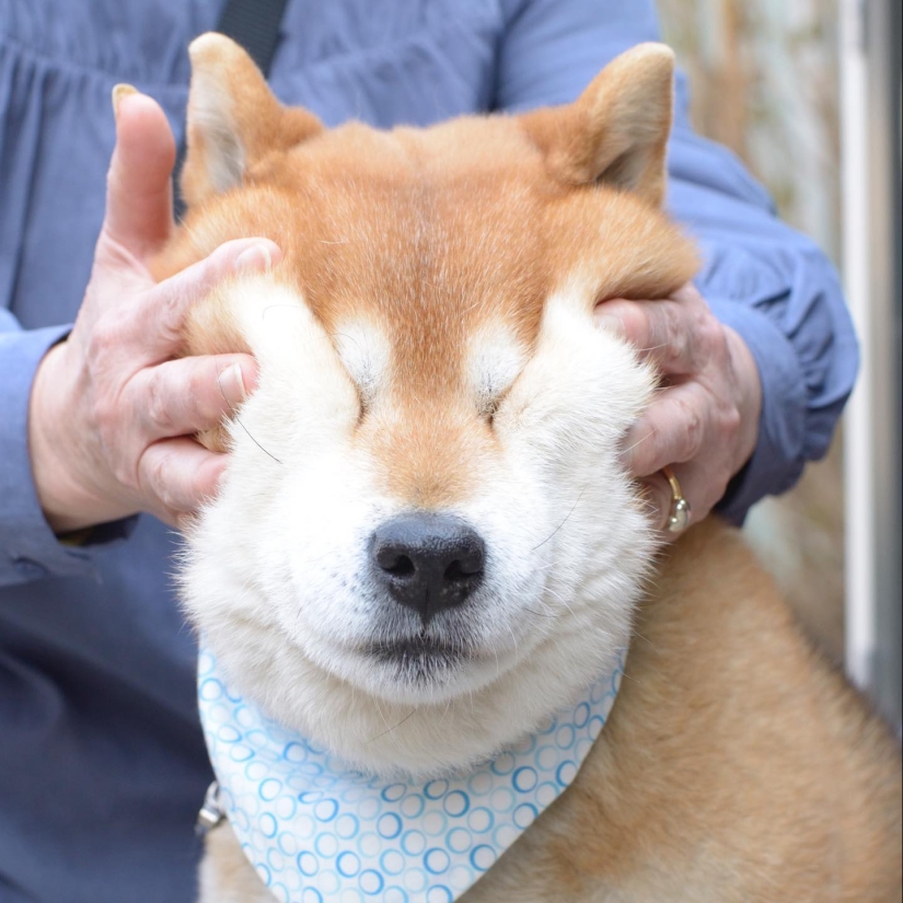 Shiba Inu Ryuji es el perro más fotogénico del mundo