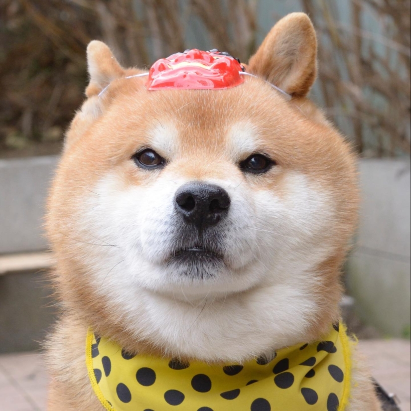 Shiba Inu Ryuji es el perro más fotogénico del mundo