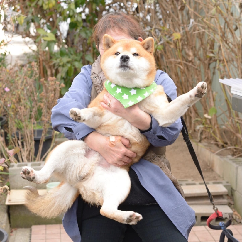 Shiba Inu Ryuji es el perro más fotogénico del mundo