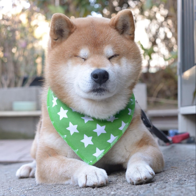 Shiba Inu Ryuji es el perro más fotogénico del mundo