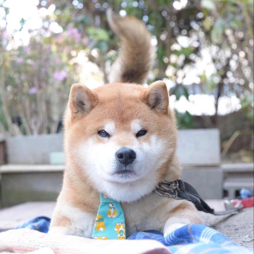 Shiba Inu Ryuji es el perro más fotogénico del mundo